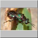 z Parasit des Bienenwolf - Hedychrum rutilans - Goldwespe 05a - Sandgrube OS-Wallenhorst.jpg